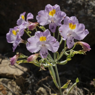 Alstroemeria crispata